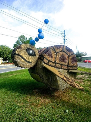 Chiropractic Panama City FL Turtle